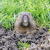 Dumfries Gopher Control by Bradford Pest Control of VA